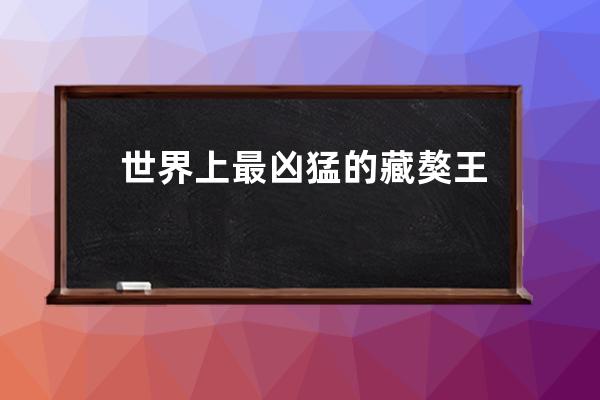 世界上最凶猛的藏獒王(藏獒世界上凶猛的狗排名)
