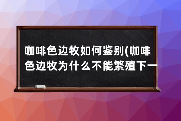 咖啡色边牧如何鉴别(咖啡色边牧为什么不能繁殖下一代)