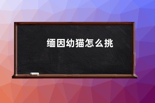 缅因幼猫怎么挑 